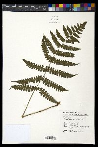 Cornopteris decurrenti-alata image