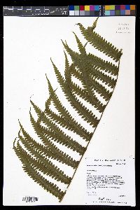 Deparia prolifera image