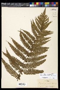 Deparia prolifera image