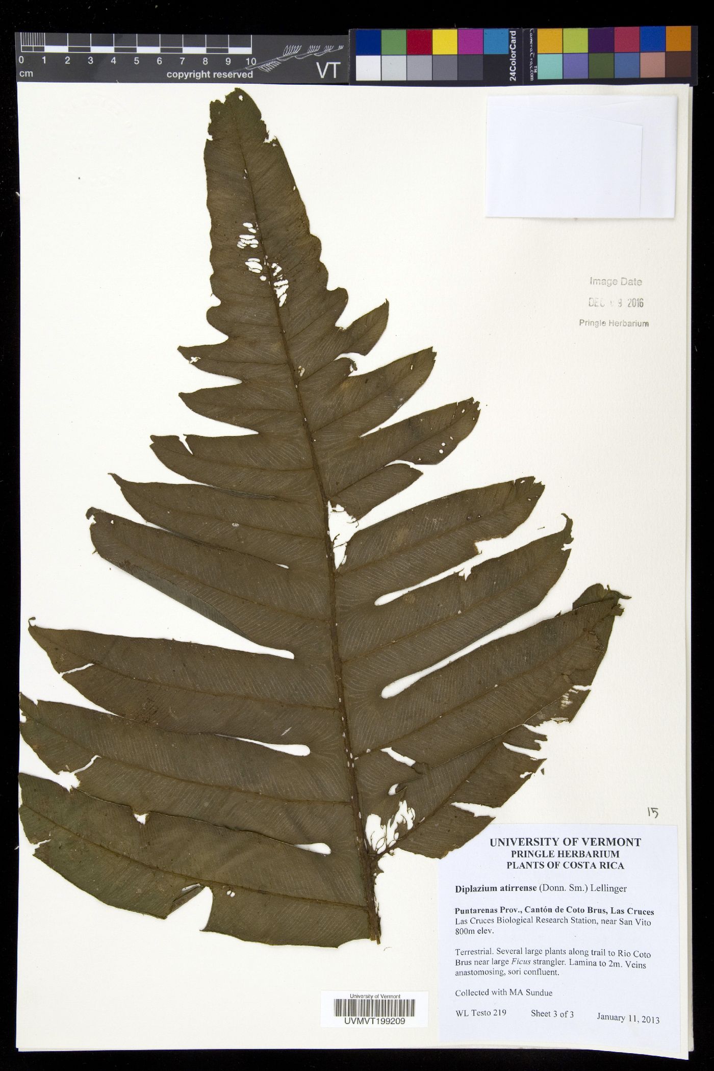 Diplazium atirrense image
