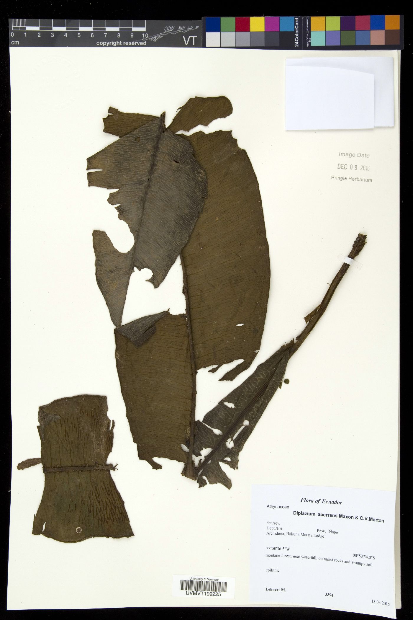 Diplazium aberrans image