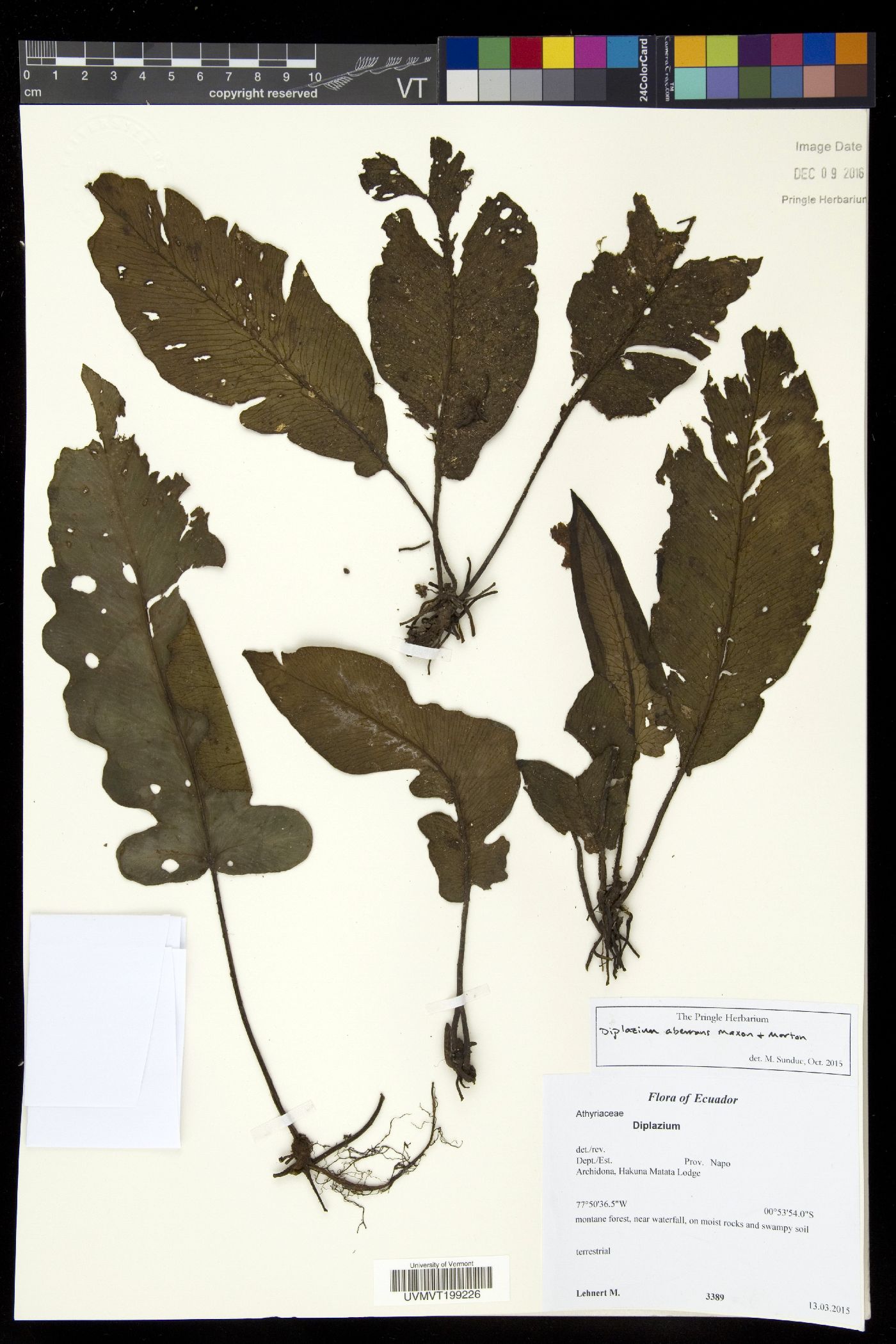 Diplazium aberrans image