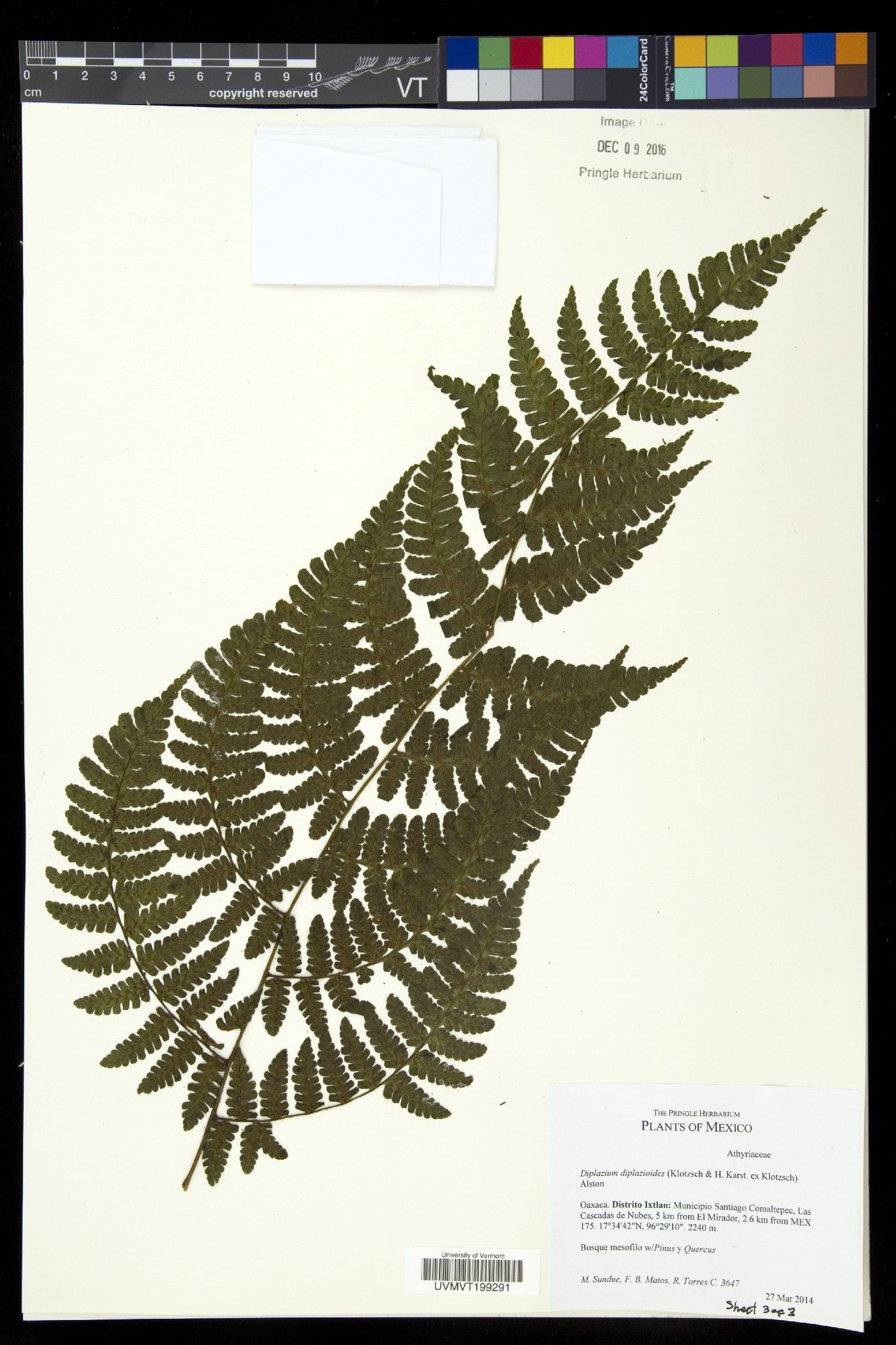 Diplazium diplazioides image