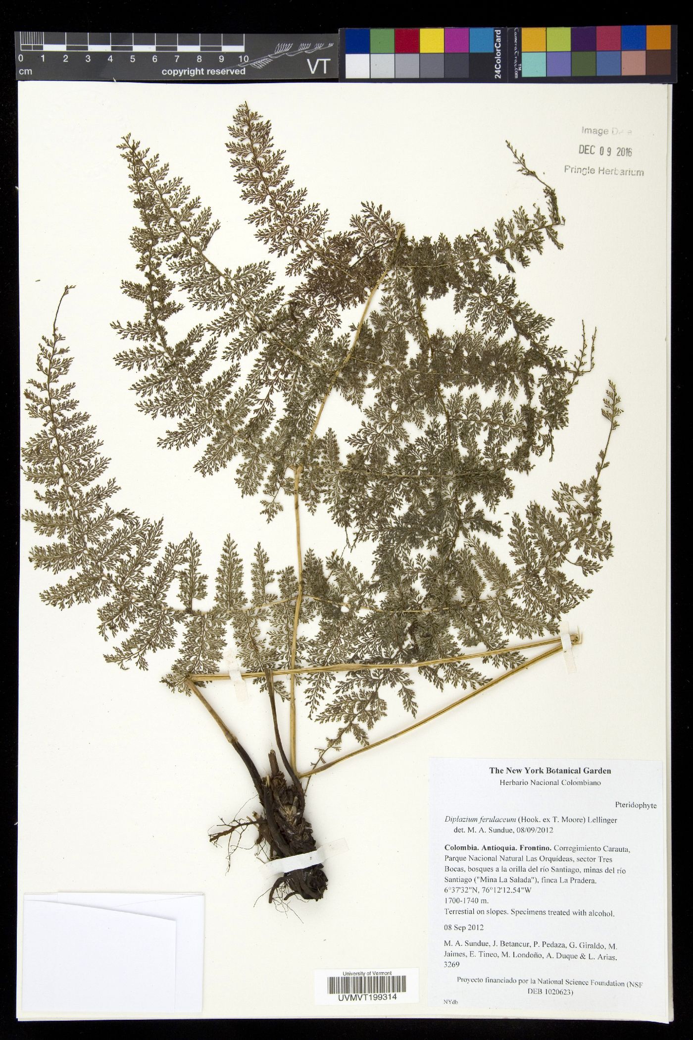 Athyrium ferulaceum image