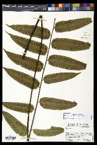 Diplazium grandifolium image