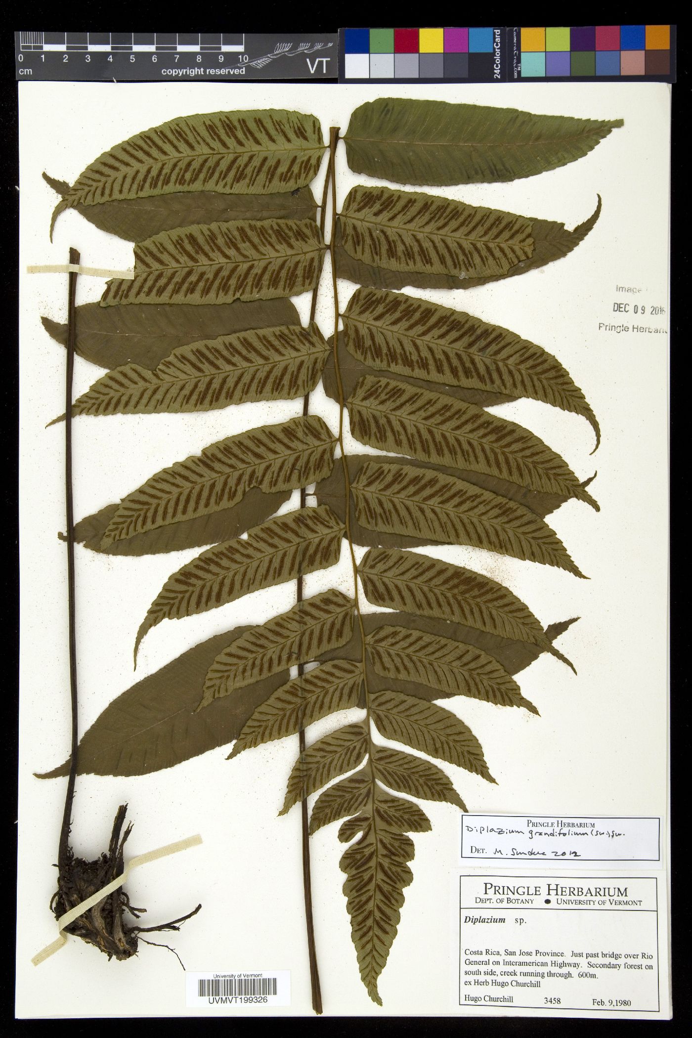 Diplazium grandifolium image