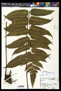 Diplazium grandifolium image