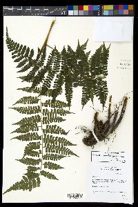 Diplazium gomezianum image