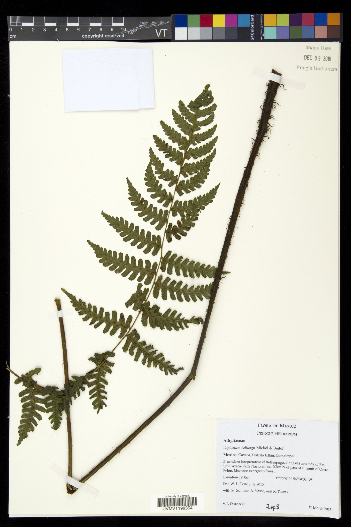 Diplazium hellwigii image