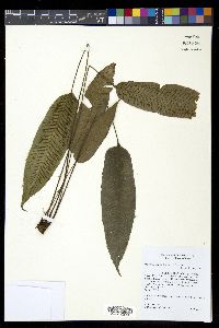 Diplazium plantaginifolium image