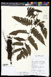 Diplazium macrophyllum image