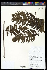 Diplazium macrophyllum image