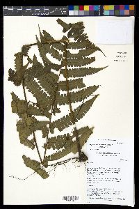 Diplazium striatastrum image