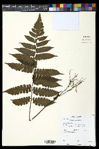 Diplazium grandifolium image