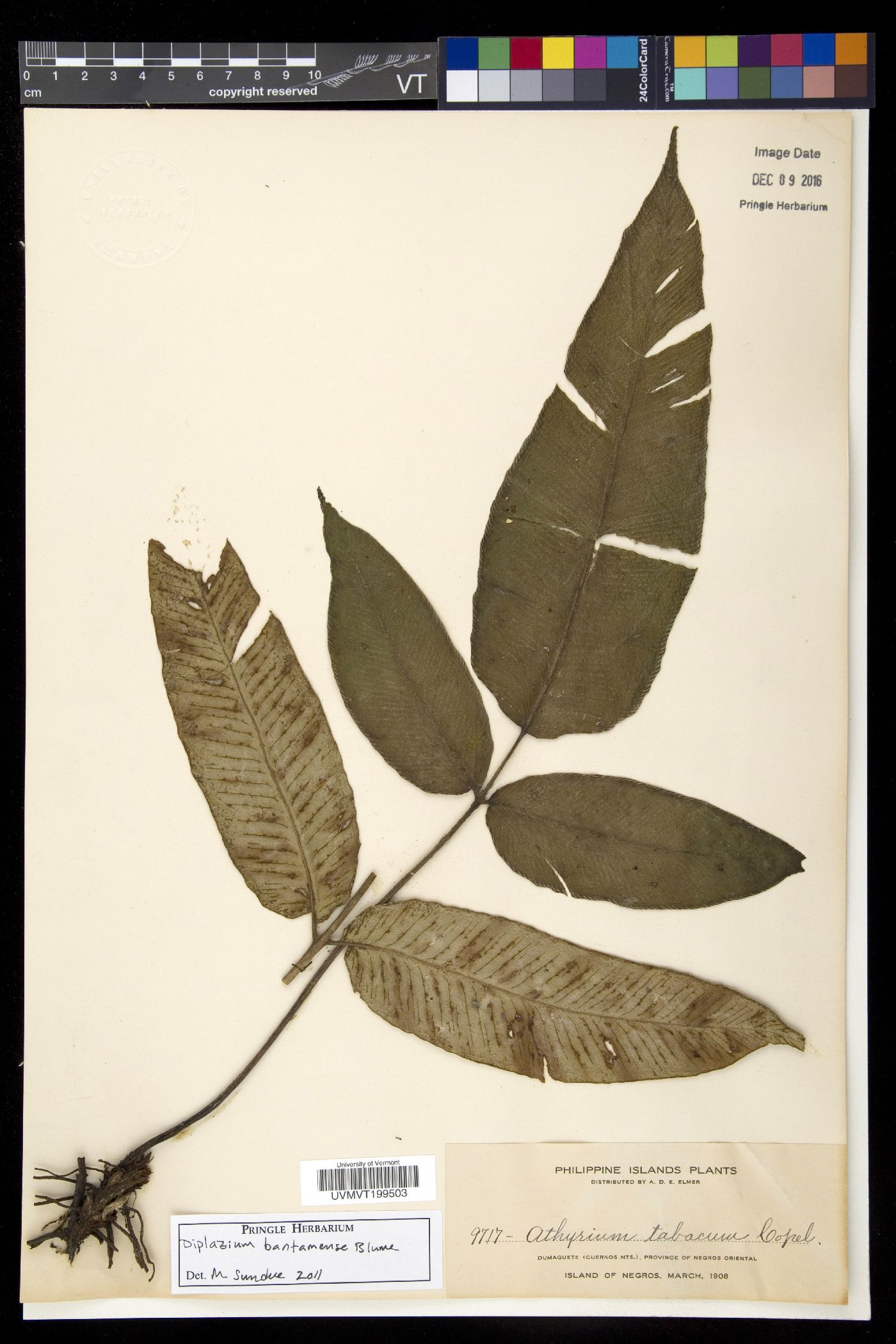 Diplazium bantamense image