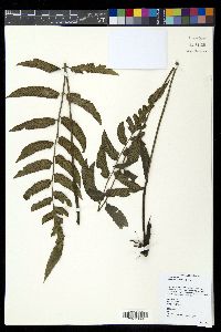 Diplazium cultratum image