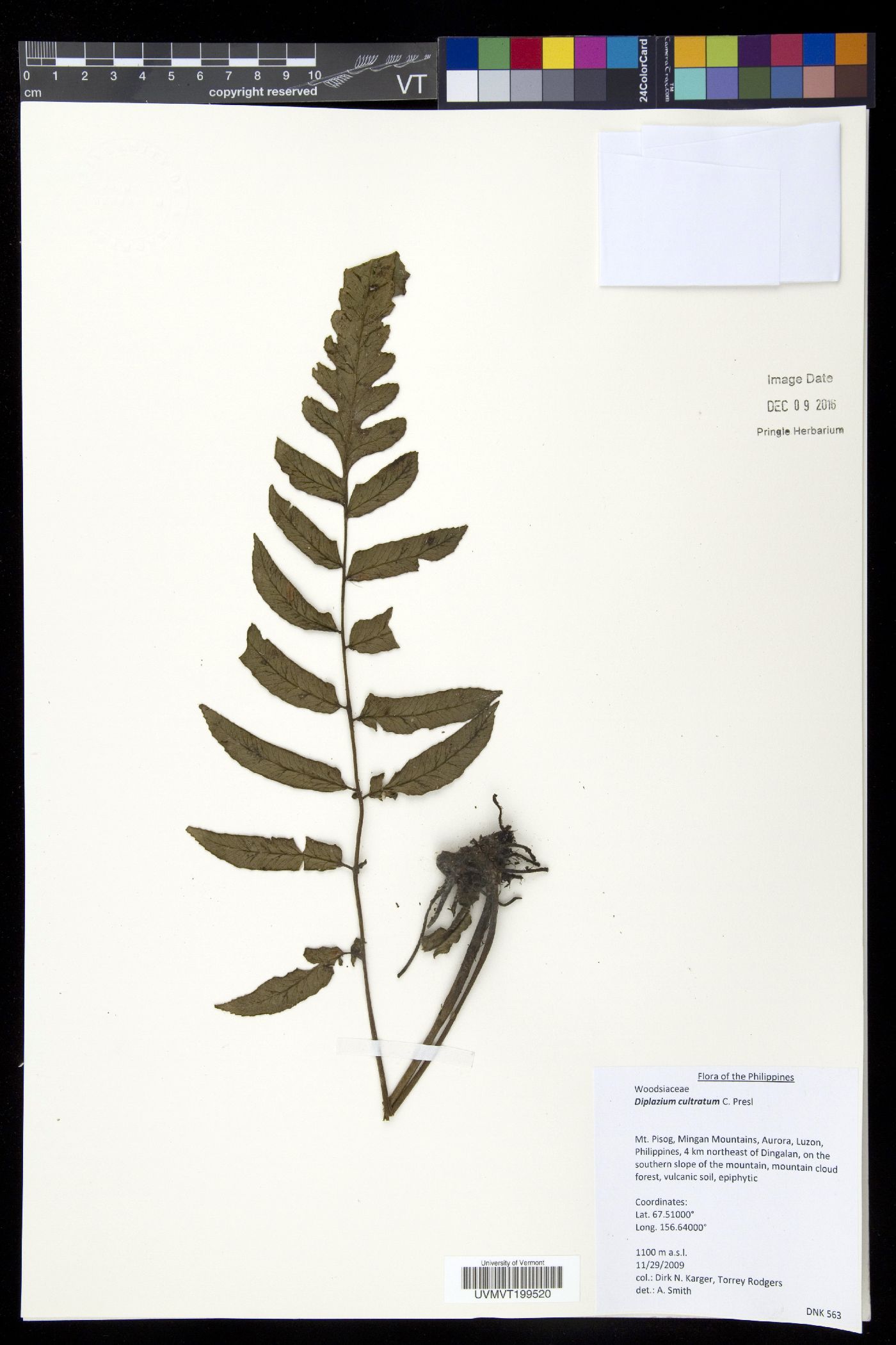 Diplazium cultratum image