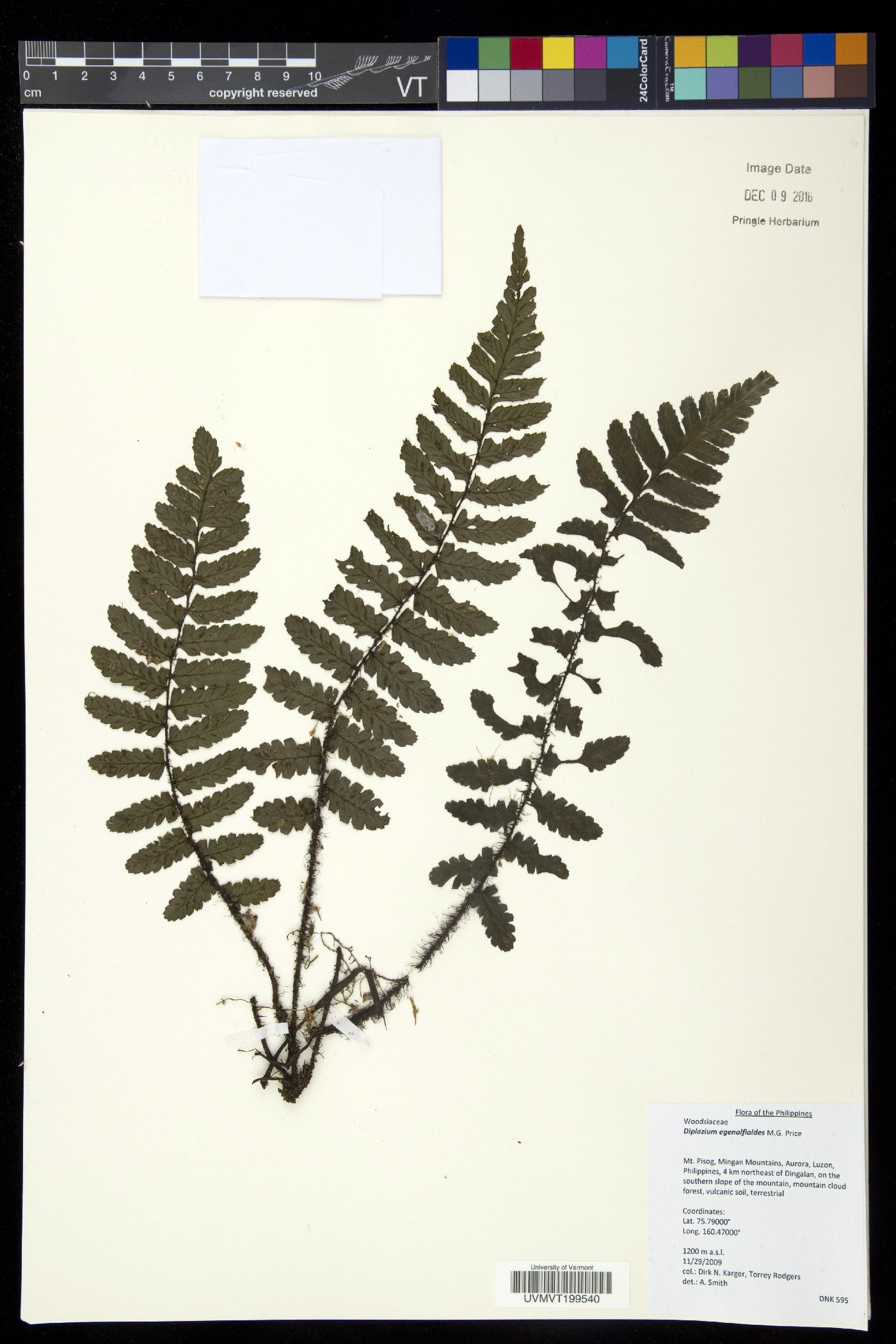 Diplazium egenolfioides image