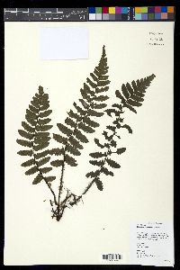 Media resource of Diplazium egenolfioides