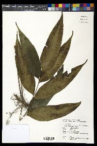 Diplazium aphanoneuron image