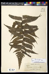 Diplazium davaoense image