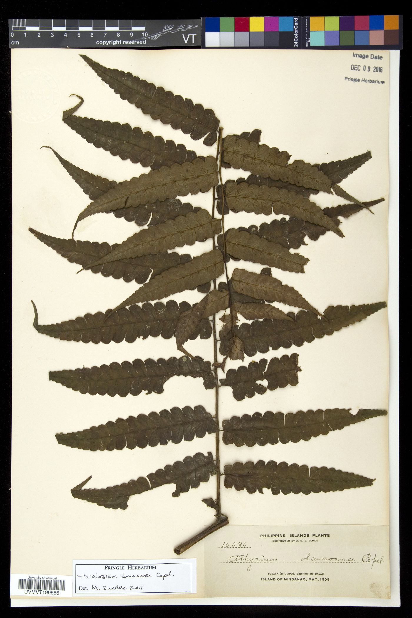 Diplazium davaoense image