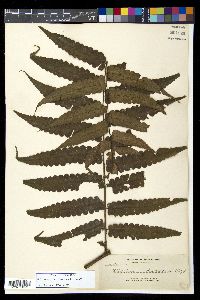 Diplazium davaoense image
