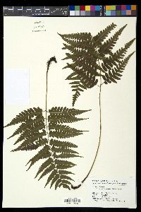 Diplazium griffithii image