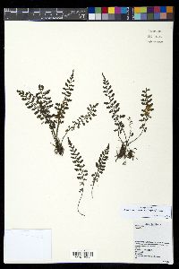 Diplazium geophilum image