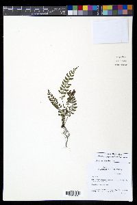Diplazium geophilum image