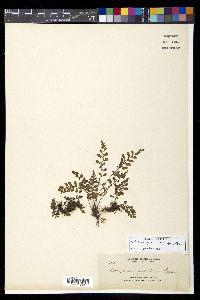 Diplazium geophilum image