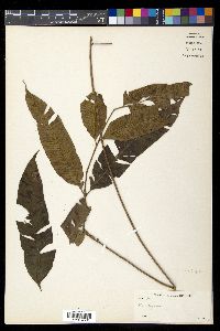 Diplazium fraxinifolium image