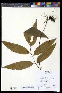 Diplazium fraxinifolium image