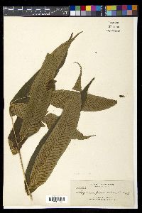 Diplazium fraxinifolium image