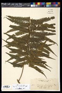 Diplazium fructuosum image