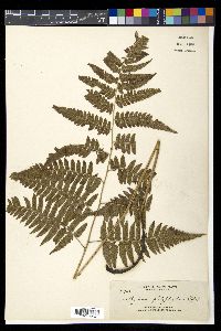 Diplazium griffithii image
