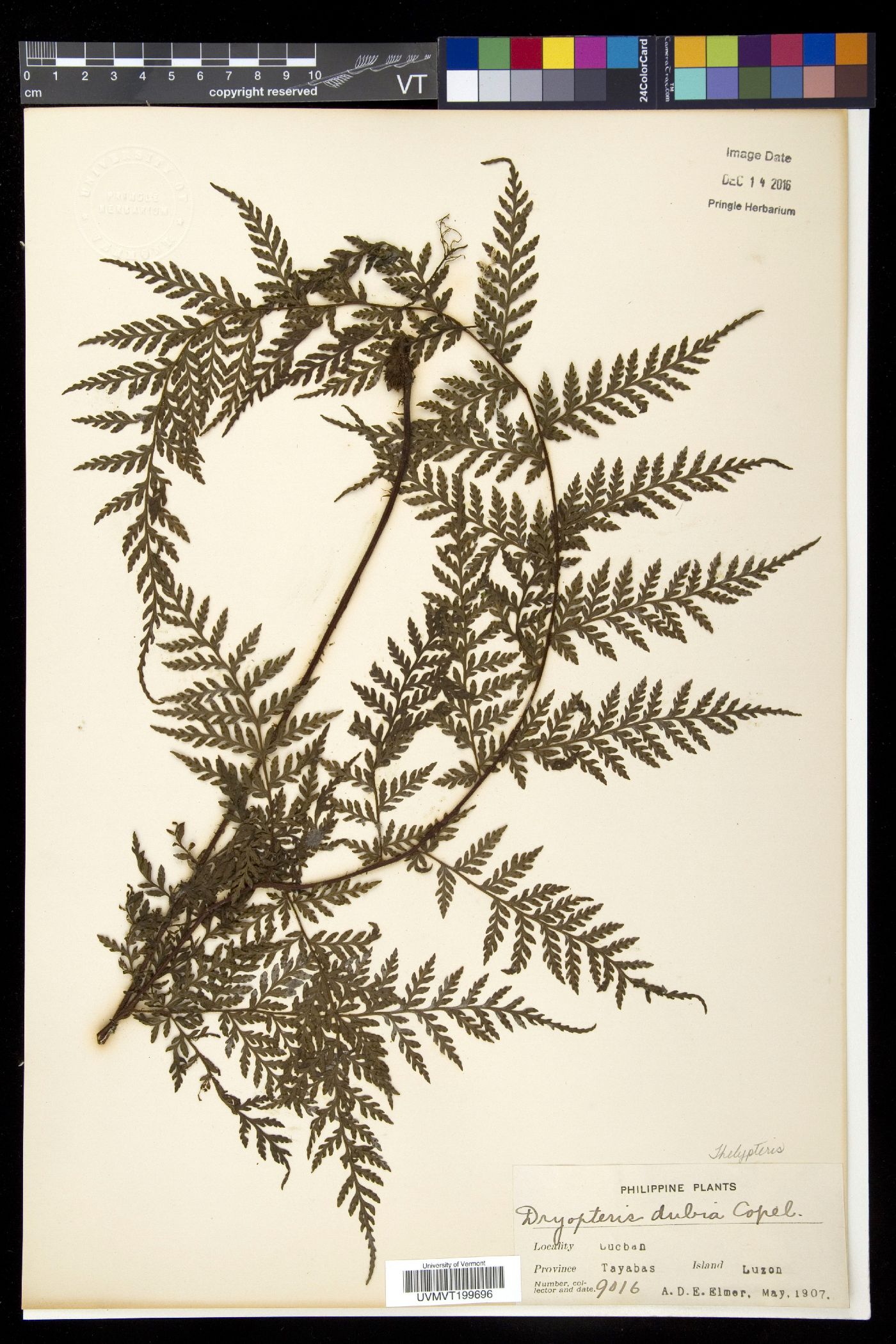 Aenigmopteris dubia image