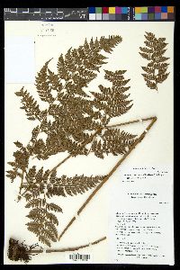 Olfersia ochropteroides image