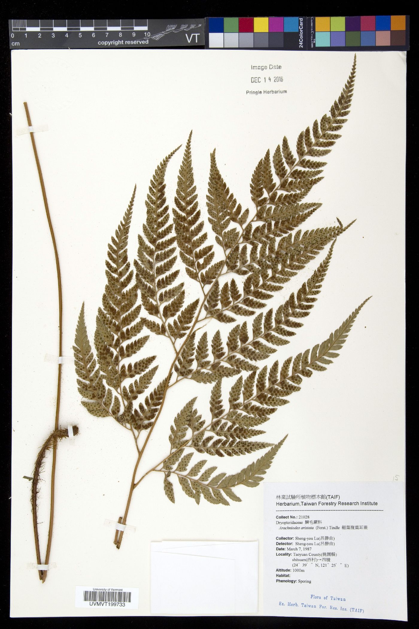 Arachniodes aristata image