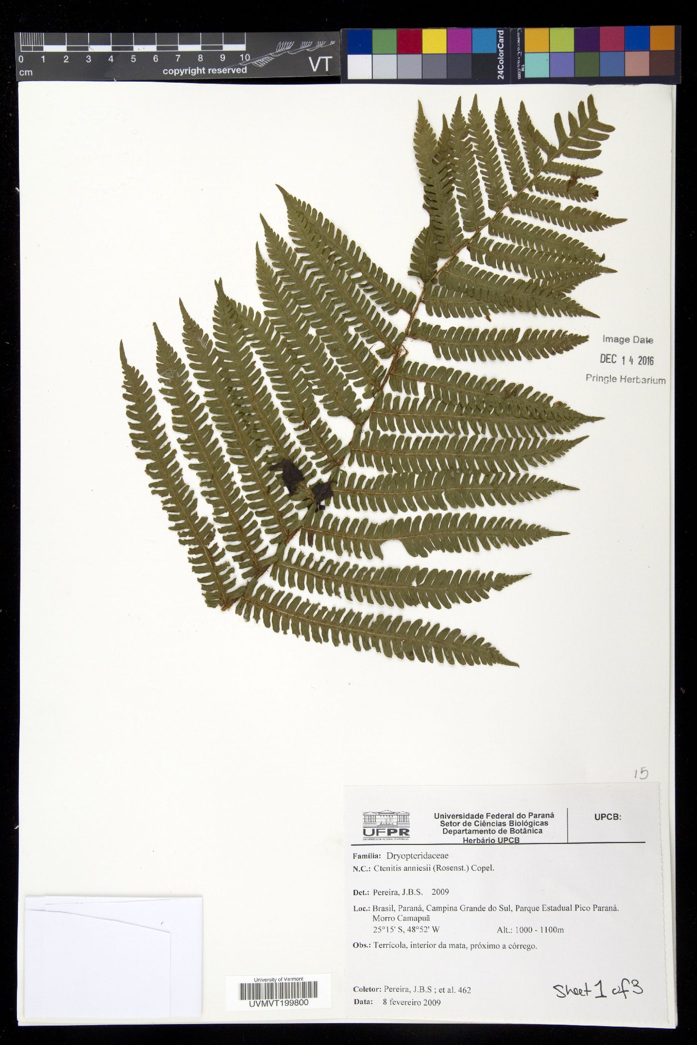 Ctenitis anniesii image