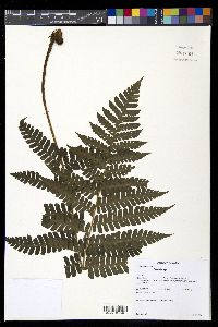 Megalastrum hirsutosetosum image