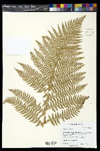 Dryopteris arguta image