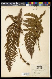 Dryopteris arguta image