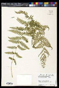 Dryopteris arguta image