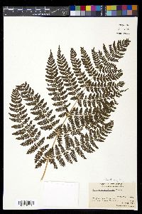 Dryopteris campyloptera image