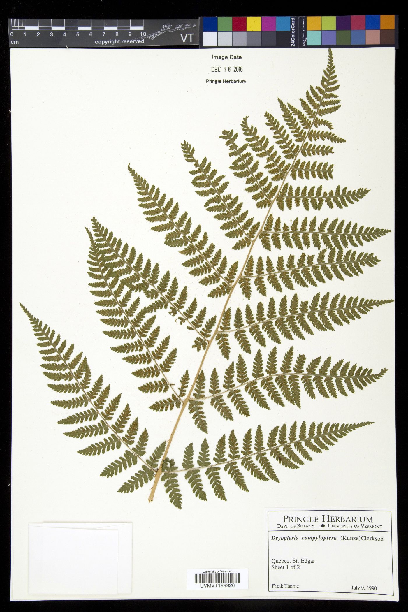 Dryopteris campyloptera image