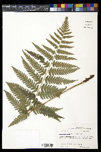 Dryopteris celsa image