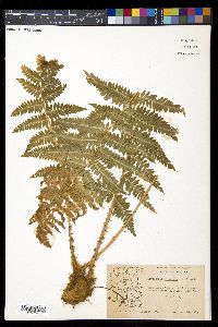 Dryopteris filix-mas image