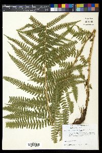 Dryopteris filix-mas image