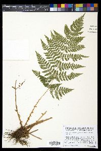 Dryopteris expansa image